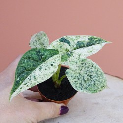 Alocasia Dragon scale mint