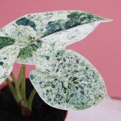 Alocasia Dragon scale mint 2