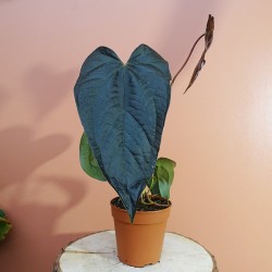 Anthurium Queen of Hearts