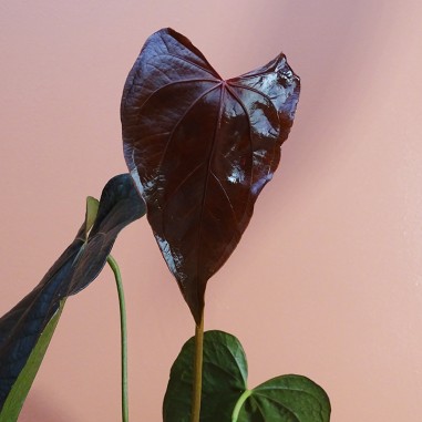 Anthurium Queen of Hearts