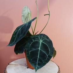 anthurium Forgetii x...