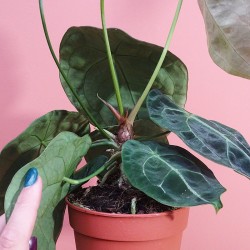 anthurium Forgetii x... 2