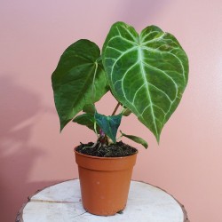 Anthurium Magnificum