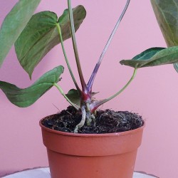 Anthurium Magnificum 2