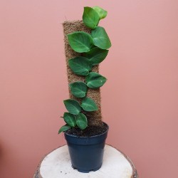 Rhaphidophora Hayi