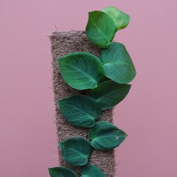 Rhaphidophora Hayi 2