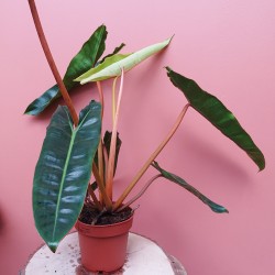 Philodendron Billietiae