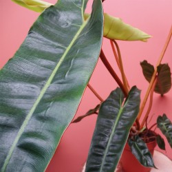 Philodendron Billietiae 2