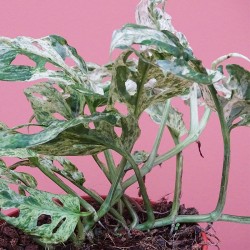 Monstera Frozen Freckles 2