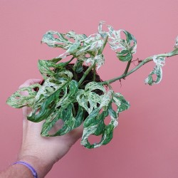 Monstera Frozen Freckles