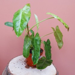 Philodendron Paraiso Verde