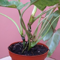 Philodendron Paraiso Verde 2