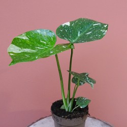 Monstera Thaï Constellation