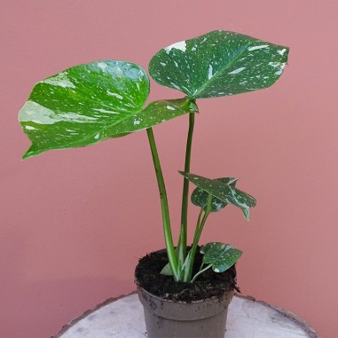 Monstera Thaï Constellation