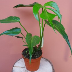 Monstera Burle Marx Flame