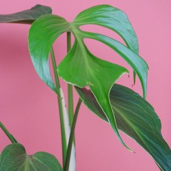 Monstera Burle Marx Flame 2