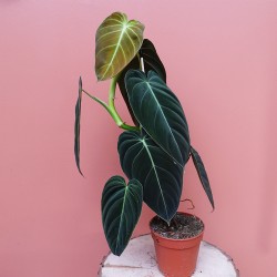 Philodendron Melanochrysum
