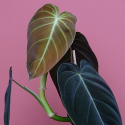 Philodendron Melanochrysum 2