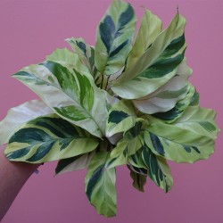 Calathea Yellow fusion