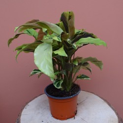 Calathea Yellow fusion 2