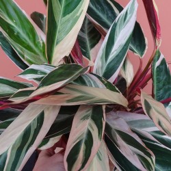 Stromanthe Triostar