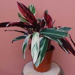 Stromanthe Triostar 2