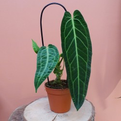 Anthurium Warocqueanum