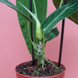 Anthurium Warocqueanum 2