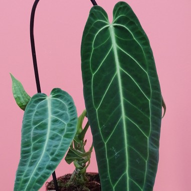 Anthurium Warocqueanum Anthurium Warocqueanum