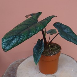 Alocasia Scalprum