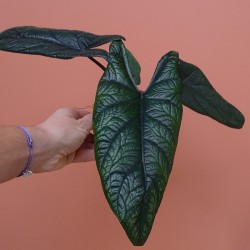 Alocasia Scalprum 2