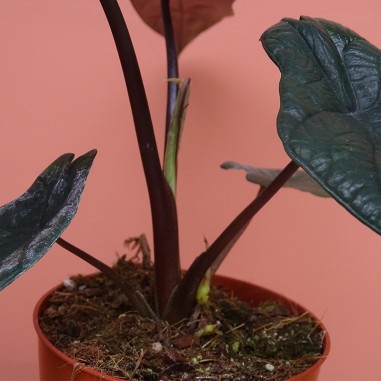 Alocasia Scalprum Alocasia Scalprum
