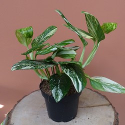 Monstera Standleyana