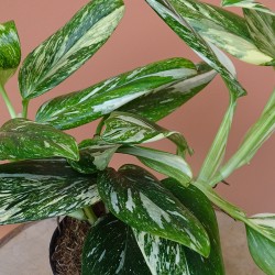 Monstera Standleyana 2