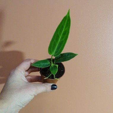 Anthurium Warocqueanum S