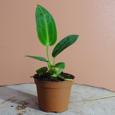 Anthurium Warocqueanum S