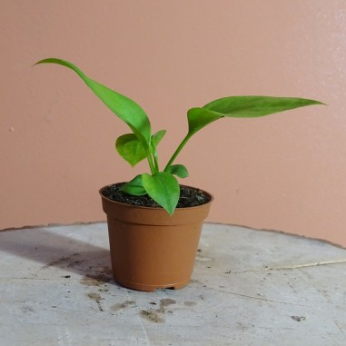 Anthurium Vittarifolium S
