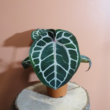 Anthurium Blush Pink