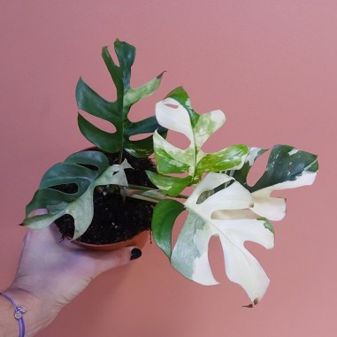 Rhaphidophora Tetrasperma Variegata