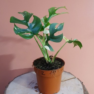 Rhaphidophora Tetrasperma Variegata