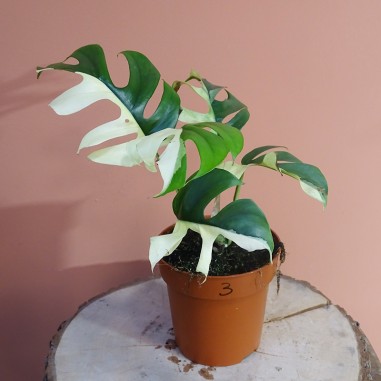 Rhaphidophora Tetrasperma Variegata