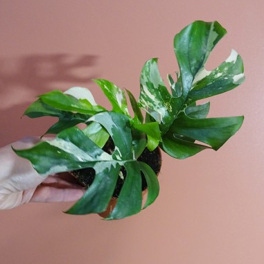 Rhaphidophora Tetrasperma Variegata