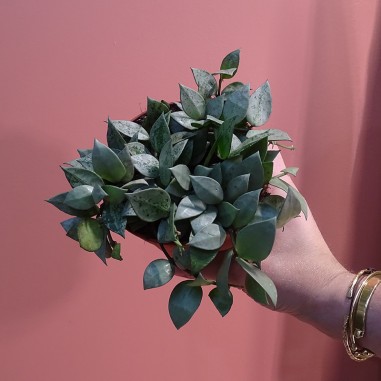 Hoya krohniana silver eskimo