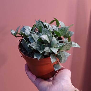 Hoya krohniana silver eskimo
