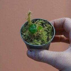 Anthurium Silver blush x...