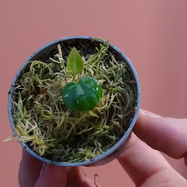 Anthurium Silver blush x Michelle