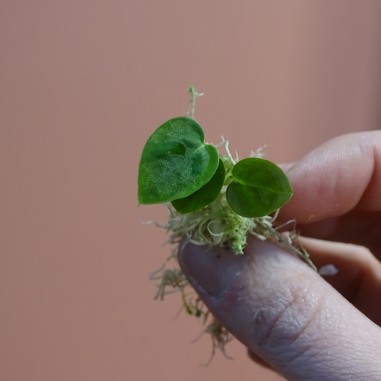 3 Semis d'Anthurium Forgetii dark...