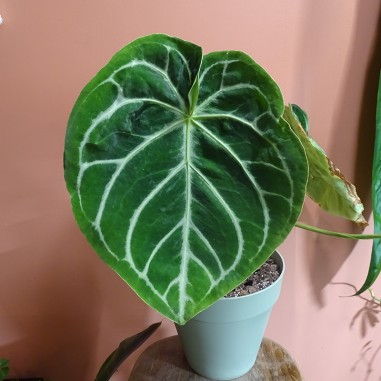 3 Semis d'Anthurium Forgetii dark...