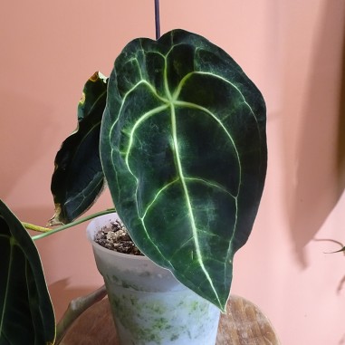 3 Semis d'Anthurium Forgetii dark...