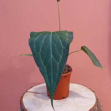 Anthurium Delta Force